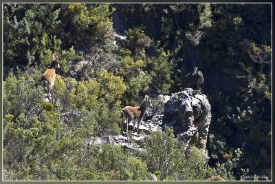 Iberische Steenbok (Cabra Montes) 