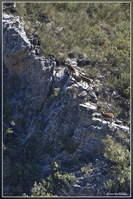 Iberische Steenbok (Cabra Montes) 