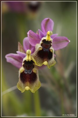 Wolzwever Ophrys - Ophrys tenthredinifera 