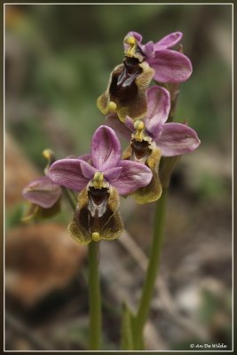 Wolzwever Ophrys - Ophrys tenthredinifera