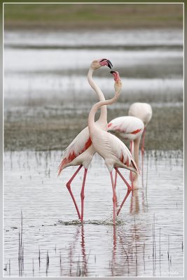 Roze flamingo's  - Phoenicopterus roseus