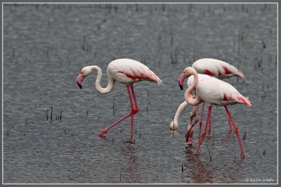 Roze flamingo's  - Phoenicopterus roseus
