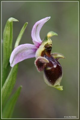 Snippenophrys, Ophrys scolopax.