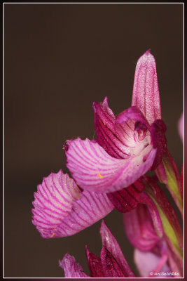 vlinderorchis - Orchis papilionacea