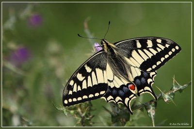 Koninginnepage - Papilio machaon