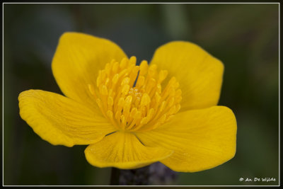 Gewone dotterbloem - Caltha palustris