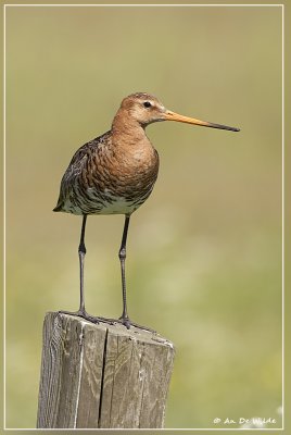 Grutto - Limosa limosa