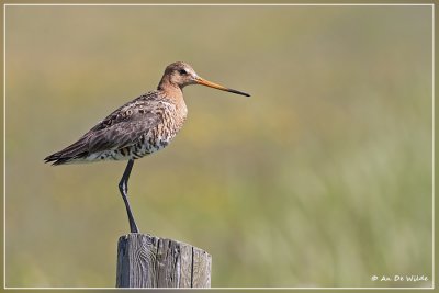 Grutto - Limosa limosa