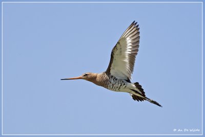 Grutto - Limosa limosa