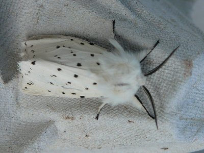 witte tijger