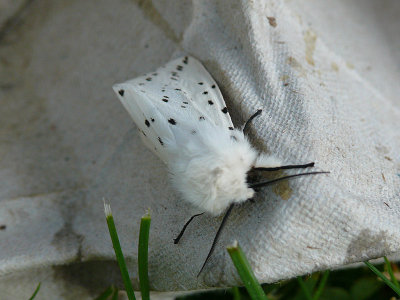 witte tijger