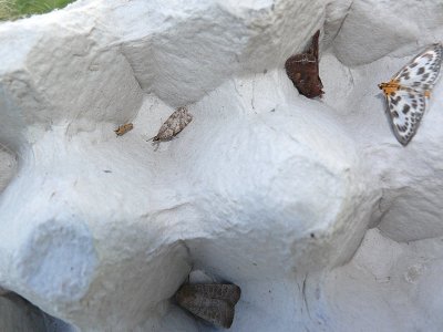 Gele pelsmot, grijze granietmot, zuidelijke stofuil helemaal onderaan, boven rechts Groente-uil & Bonte brandnetelmot