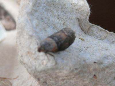Bandlichtmot - Sciota adelphella