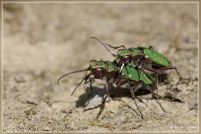 groene zandloopkevers