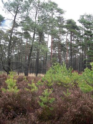 gemeenteheide  Herentals - nachtzwaluwproject