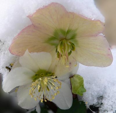 Kerstroos (Helleboris niger) Olen