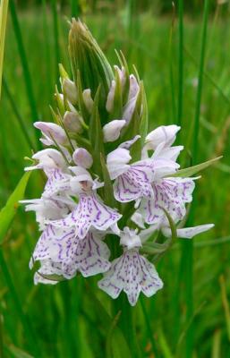 Heide orchis (ORCHIS MACULATA spp. fuchsii )