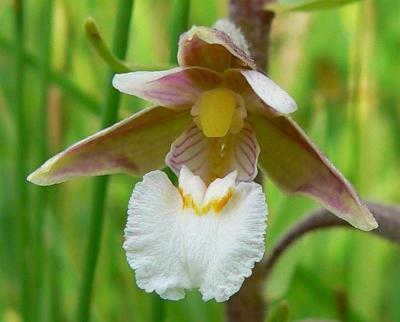 moeraswespenorchis Oude Landen