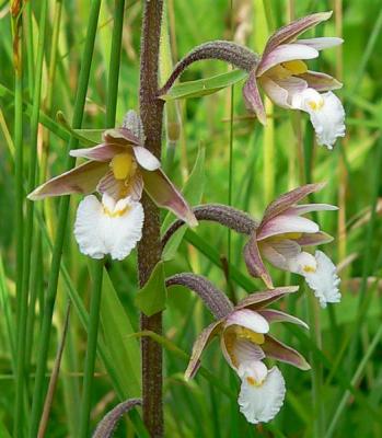 moeraswespenorchis Oude L anden