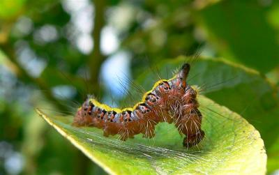 rups van drietand