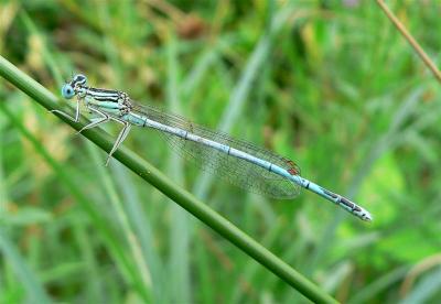 blauwe breedscheenjuffer (m)