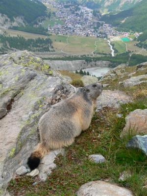 marmot Saas Fee