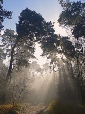 ochtendwandeling