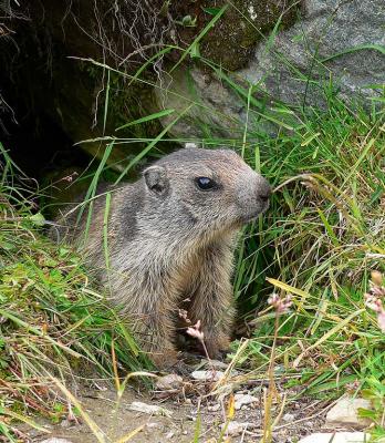 marmot (jong)