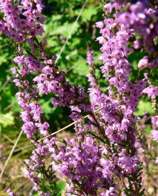 Struikheide - Calluna vulgaris