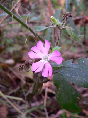 koekoeksbloem