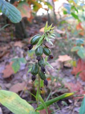 vrucht van brede wespenorchis