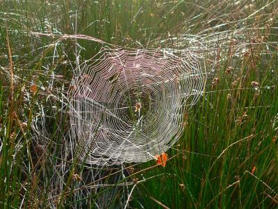 spinnenweb met kruisspin