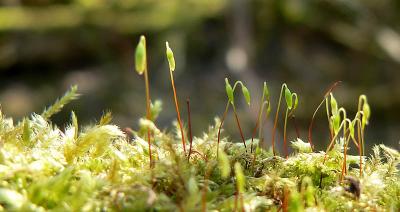 mos met sporen