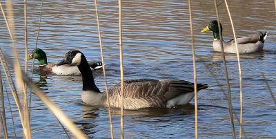 Canadese gans + wilde eenden