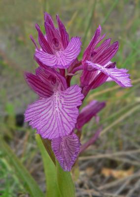 Vlinderorchis - Anacamptis papilionacea