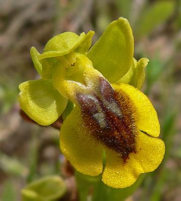 Gele ophrys - Ophrys lutea