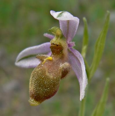 Ophrys picta (?)