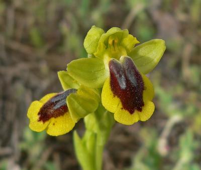 Gele ophrys - Ophrys lutea