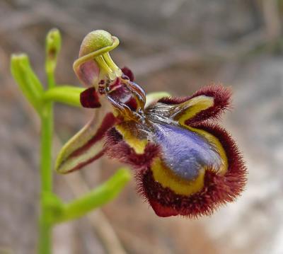Spiegelorchis - Ophrys speculum