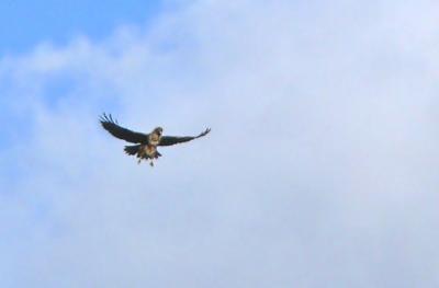 Buizerd