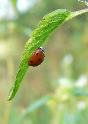 ladybug  in the morning