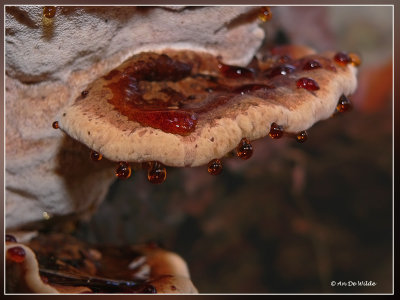 bloederige paddenstoel :-)