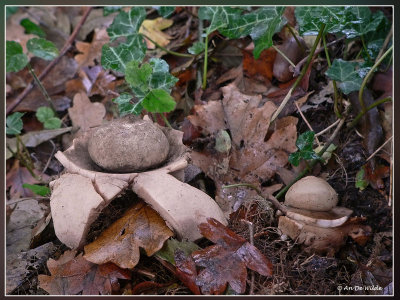 gekraagde aardster