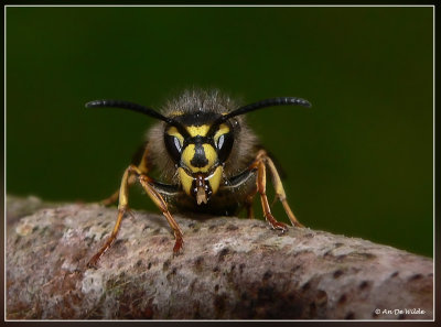 Bijen, hommels ,wespen en sluipwespen