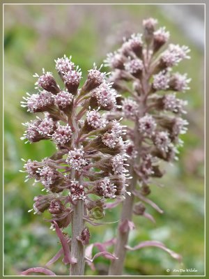 Groot hoefblad - Petasites hybridus