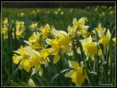 wilde narcissen