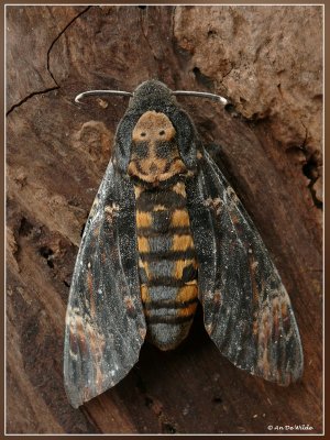 Doodshoofdvlinder - Acherontia atropos