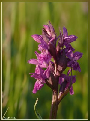 Brede orchis - Dactylorhiza majalis