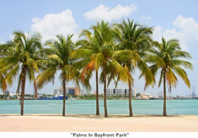 003 Palms In Bayfront Park.jpg