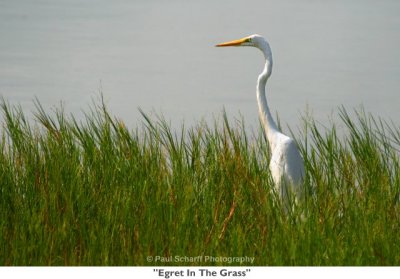 028 Egret In The Grass MI.jpg